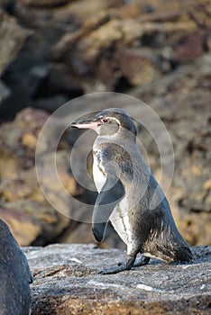 A Galapagos penguin on a rock in Santiago Island, Galapagos Island, Ecuador, South America