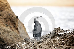Galapagos Penguin