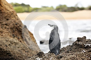 Galapagos Penguin