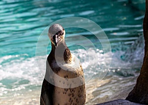 Galapagos Penguin (Spheniscus mendiculus) Outdoors