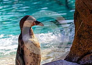 Galapagos Penguin (Spheniscus mendiculus) Outdoors