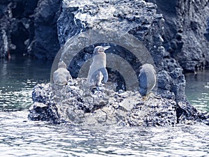 Galapagos Penguin, Spheniscus mendiculus, is the only penguin living in the northern hemisphere, Isabela Island, Galapagos, Ecuado