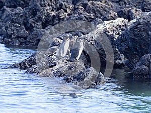 Galapagos Penguin, Spheniscus mendiculus, is the only penguin living in the northern hemisphere, Isabela Island, Galapagos, Ecuado