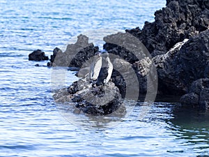 Galapagos Penguin, Spheniscus mendiculus, is the only penguin living in the northern hemisphere, Isabela Island, Galapagos, Ecuado