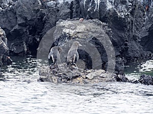 Galapagos Penguin, Spheniscus mendiculus, is the only penguin living in the northern hemisphere, Isabela Island, Galapagos, Ecuado