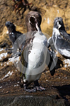 A Galapagos Penguin Spheniscus mendiculus preening on a rock with marine iguanas in the background, Isabela Island