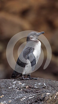Galapagos penguin standing on a rock