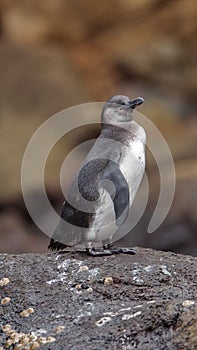 Galapagos penguin standing on a rock