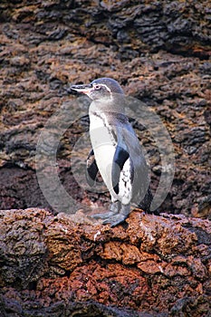 Galapagos Penguin standing on rocks, Bartolome island, Galapagos photo