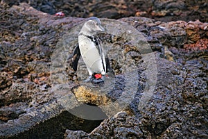 Galapagos Penguin standing on top of the lava tube on Bartolome photo