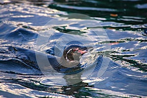 Galapagos Penguin swimming near Bartolome island, Galapagos National Park, Ecuador