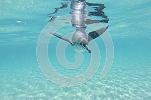 Galapagos penguin swimming underwater. Galagapos, Ecuador