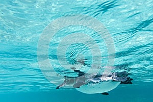 Galapagos penguin swimming underwater. Galagapos, Ecuador