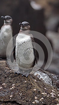 Galapagos penguins in the Galapagos Islands