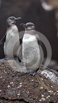 Galapagos penguins on a rock