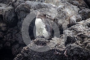 Galapagos Penguins(Spheniscus mendiculus) standing on a rock , Isabela