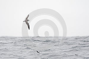 Galapagos Petrel, Pterodroma phaeopygia