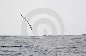 Galapagos Petrel, Pterodroma phaeopygia