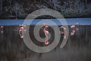 Galapagos pink flamingos