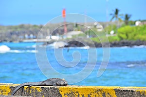 Galapagos Postcard on Santa Cruz Island