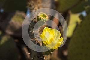 Galapagos Prickly Pear Cactus flower on North Seymour, Galapagos Islands, Ecuador, South America