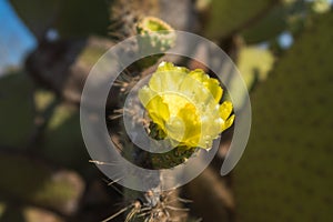 Galapagos Prickly Pear Cactus flower on North Seymour, Galapagos Islands, Ecuador, South America