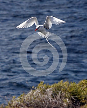 Galapagos red-billed tropic bird about to land photo