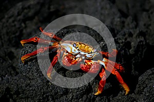 Galapagos Red Crab