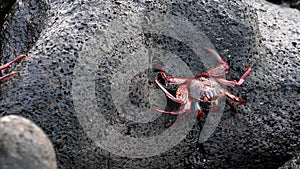 Galapagos sally lightfoot crab - closeup walk sideways.