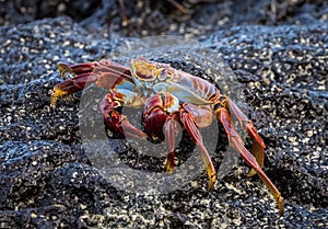 Galapagos - Sally lightfoot crab on a rock