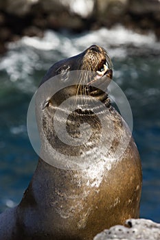 Galapagos Sea Lion