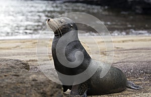 Galapagos sea lion