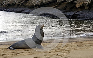 Galapagos sea lion