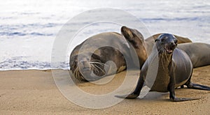 Galapagos sea lion