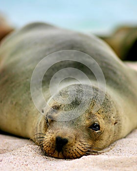 Galapagos Sea-lion