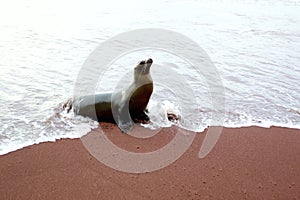 Galapagos Sea Lion  832606