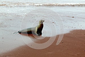 Galapagos Sea Lion  832616