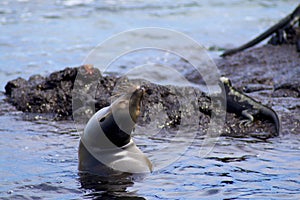 Galapagos Sea Lion  832783