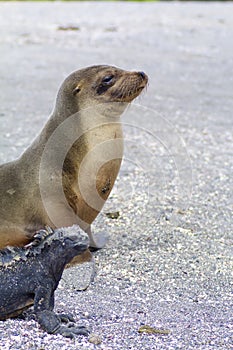 Galapagos Sea Lion  832813