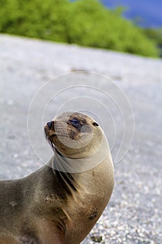 Galapagos Sea Lion  832821