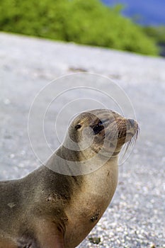 Galapagos Sea Lion  832822