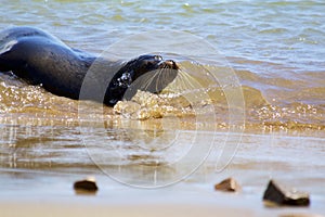 Galapagos Sea Lion  834340