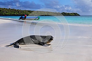 Galapagos sea lion on the beach at Gardner Bay, Espanola Island