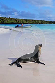 Galapagos sea lion on the beach at Gardner Bay, Espanola Island, Galapagos National park, Ecuador.