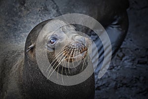 Galapagos Sea Lion Close-Up Head Shot - Zalophus wollebaeki