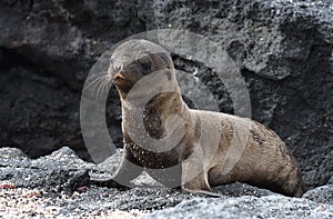 Galapagos sea lion cub