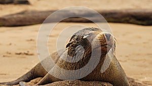 A Galapagos Sea Lion with eye infection.