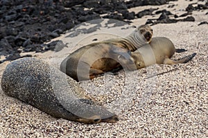 Galapagos sea lion in Galapagos Islands
