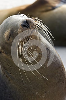 Galapagos Sea lion - Galapagos Islands