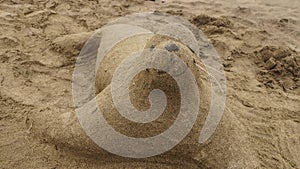 A Galapagos Sea Lion made out of sand.